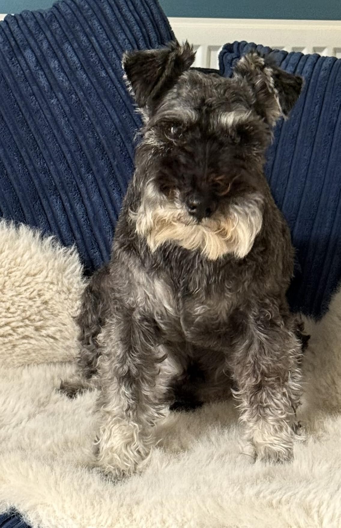 Perfect Petzzz Schnauzer